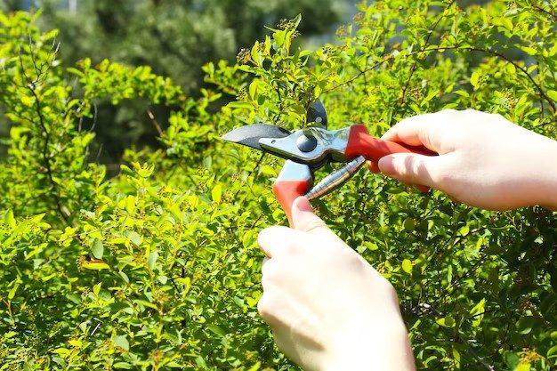 Feinschnitt an einem Strauch mit der Gartenschere – Tal Schnitt Wuppertal